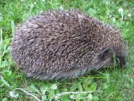 Скоморохи з panoramio.com