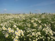 Сираї з panoramio.com