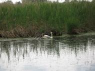 Дем'янці з panoramio.com