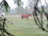 Самари-Оріхові з panoramio.com