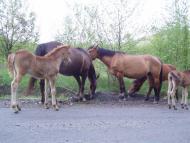 Бегендяцька Пастіль з panoramio.com