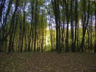 Піщатинці з panoramio.com