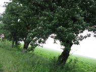 Ракова з panoramio.com