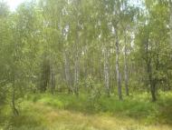 Зибин з panoramio.com