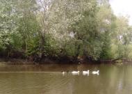 Сонячне з panoramio.com