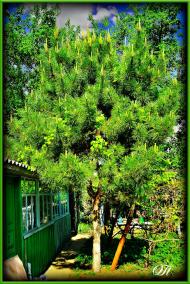 Майорка з panoramio.com