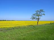 Колоски з panoramio.com