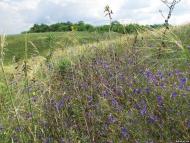 Сад з panoramio.com