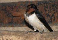 Федорівка з panoramio.com