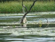 Хрещатик з panoramio.com - Хрещатик