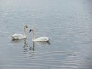 Довжок з panoramio.com