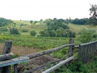 Сніжки з panoramio.com