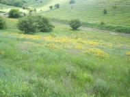 Сад з panoramio.com