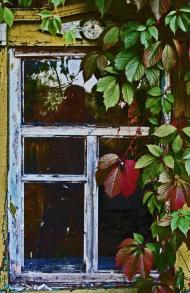 В'язівка з panoramio.com