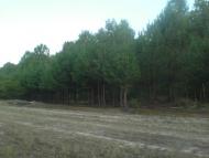 Зибин з panoramio.com