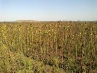 Широка Балка з panoramio.com