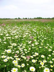 Колодруби з panoramio.com