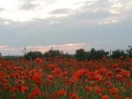 Карликівка з panoramio.com