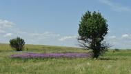 Цупки з panoramio.com - Цупки