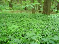 Куряжанка з panoramio.com