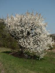 Журавлинка з panoramio.com