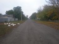 Левадки з panoramio.com