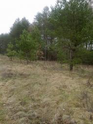 Собичеве з panoramio.com