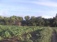 Червоний Промінь з panoramio.com