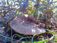 Жовтокам'янка з panoramio.com