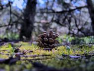 Чернігівка з panoramio.com