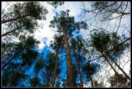 Лісопіль з panoramio.com