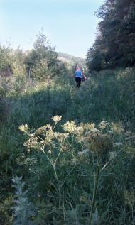 Никанорівка з panoramio.com