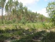 Пилиповичі з panoramio.com