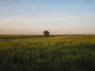 Баштанка з panoramio.com