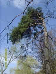 Сонячне з panoramio.com