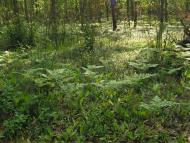 Коцюри з panoramio.com