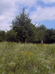 Мізяки - Останні фото