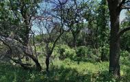 Цупки з panoramio.com - Цупки