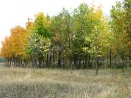 Залиман з panoramio.com