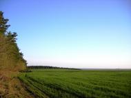 Піщатинці з panoramio.com