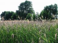 Товкачівка з panoramio.com