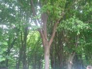 Бойки з panoramio.com