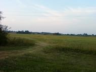 Рівнинне з panoramio.com