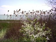 Комишівка з panoramio.com