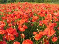 Осички з panoramio.com