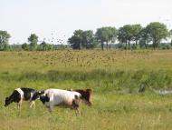 Сираї з panoramio.com