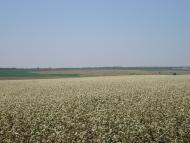 Бандурівка з panoramio.com