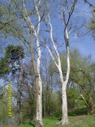 Сонячне з panoramio.com