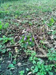 Лисичанський з panoramio.com