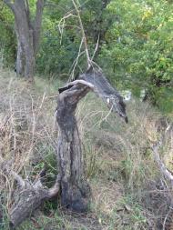 Троїцько-Харцизьк з panoramio.com